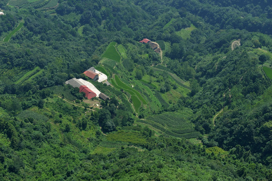 大山 森林