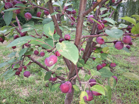 野红苹果