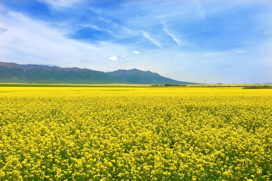 油菜花田