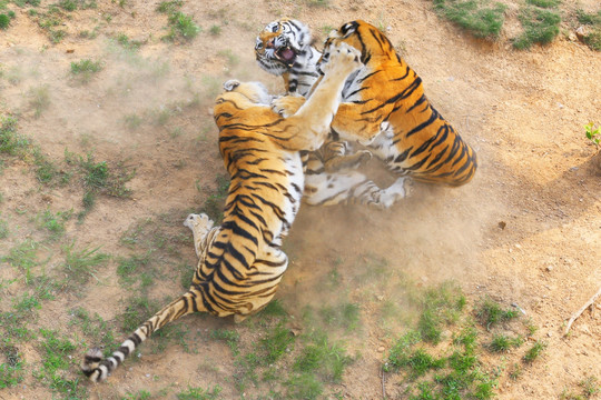 老虎打架