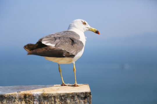 海鸥