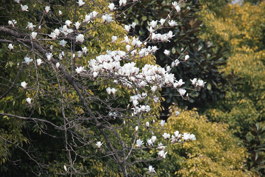 白玉兰 春天 花开 鲜花