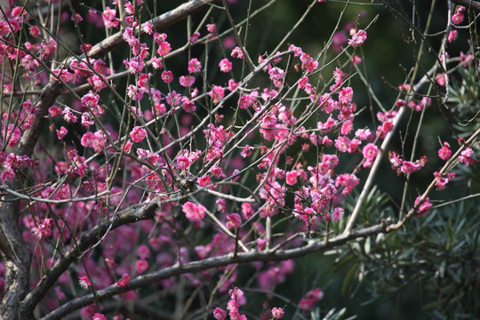 梅花 梅花树