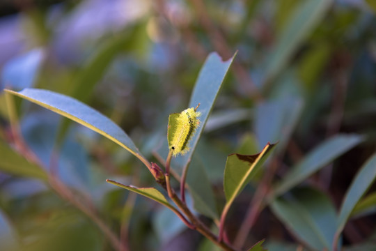 两色绿刺蛾 害虫 植物害虫