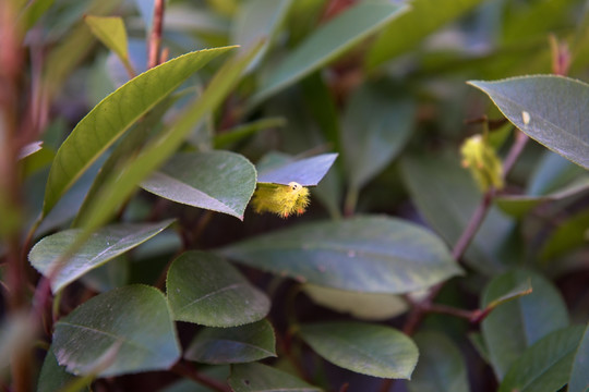 两色绿刺蛾 害虫 植物害虫 吃