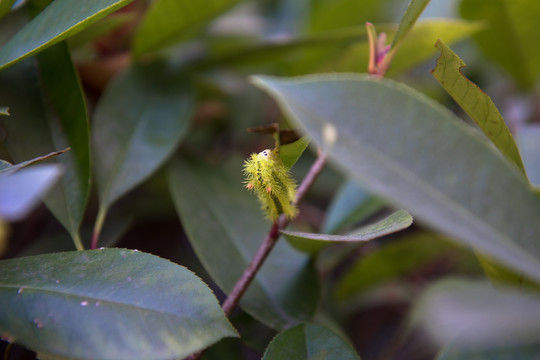 两色绿刺蛾 害虫 植物害虫 吃