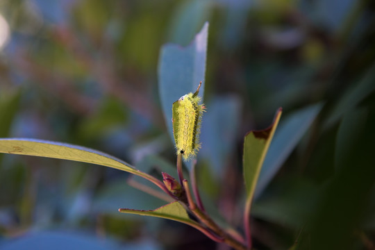 两色绿刺蛾 害虫 植物害虫 吃