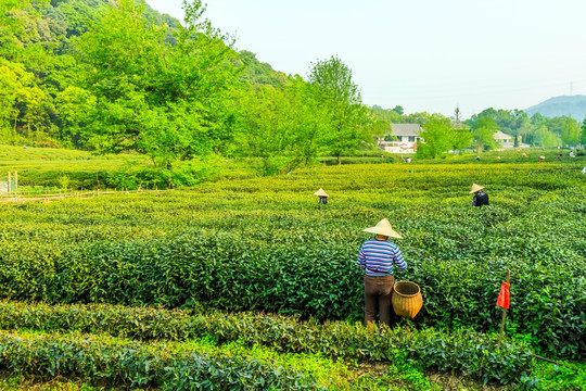 杭州西湖龙井茶园