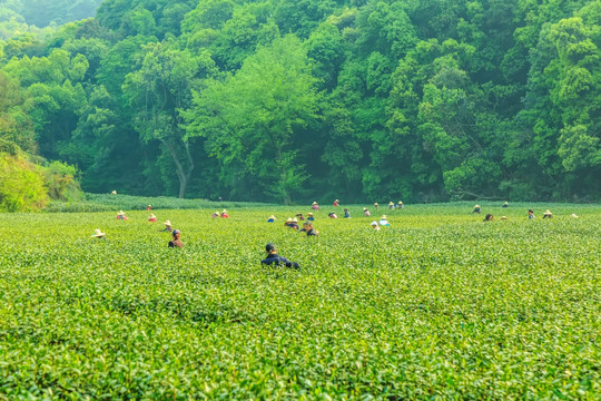 杭州西湖龙井茶园