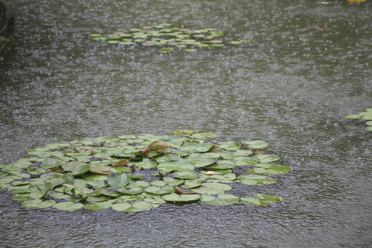 雨滴 荷塘