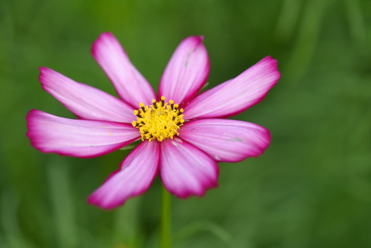 大波斯菊