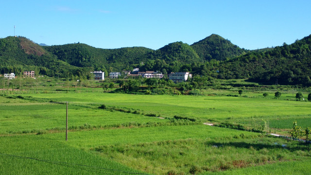 田野