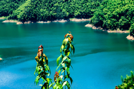 山谷碧水 湖光山色