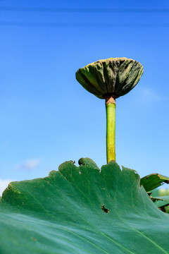 藕实 水芝丹 莲实 蓬肉