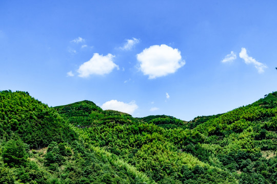 青山 绿树 青山绿树