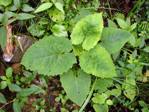 心叶风毛菊