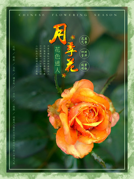 月季花海報(bào)