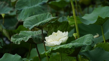 荷花 莲花