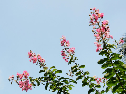 紫薇花开 背景