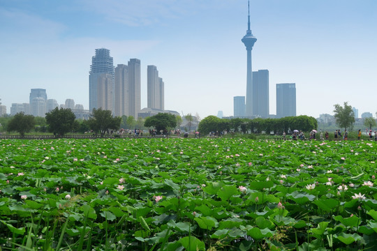 天津水上公园 天津天塔