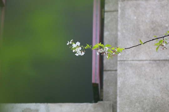 樱花 意境