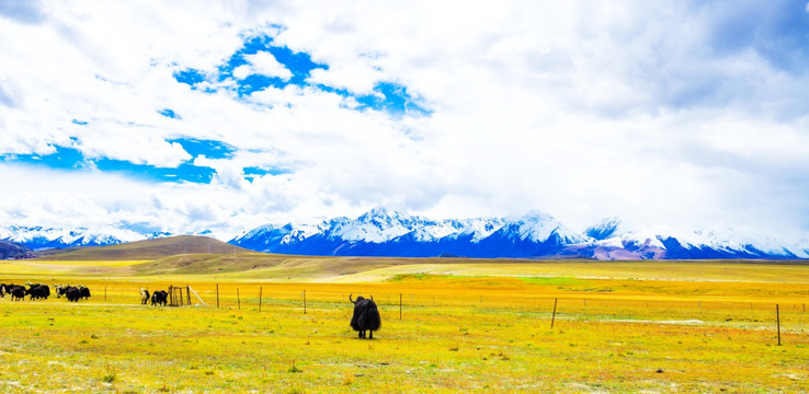 西藏秋色 西藏雪山 高山丘壑