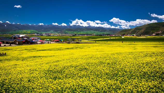 油菜花