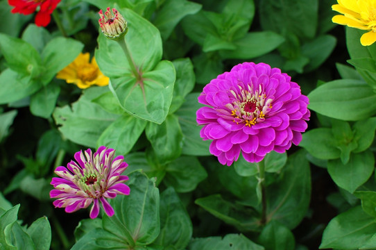 鲜花花卉花草花海