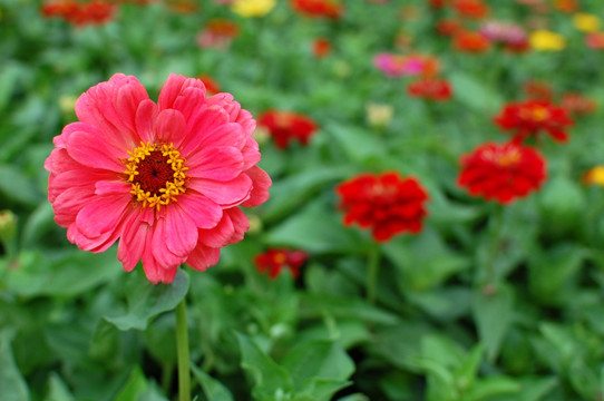 花卉花草花海