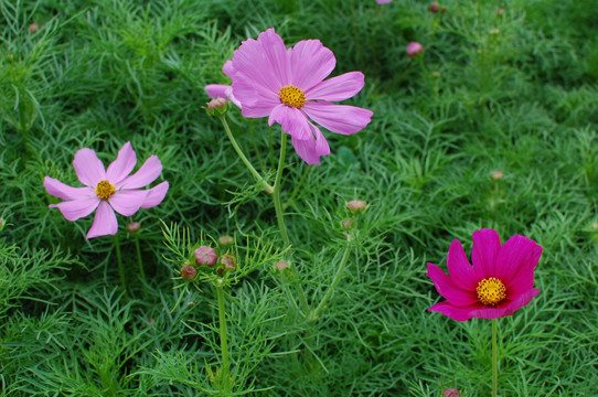 花卉花草花海