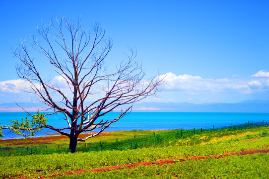 青海湖