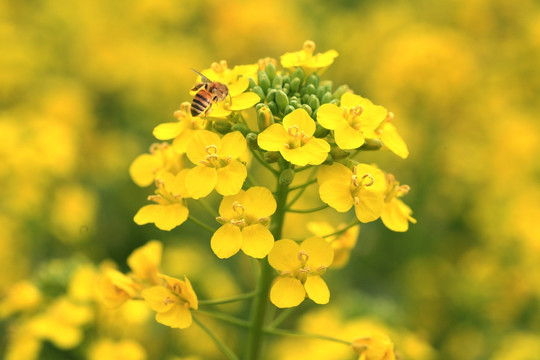 油菜花