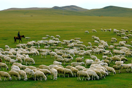 秋季草原牧羊