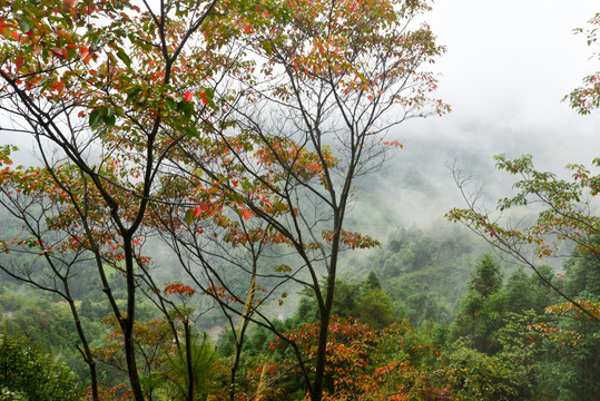 红叶山间雾景