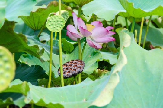 荷花莲花莲子