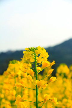 重庆广阳岛