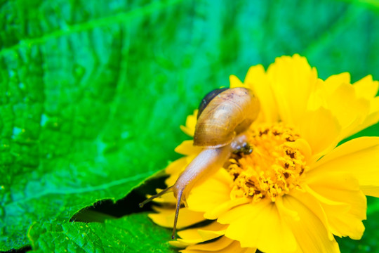 蜗牛和花朵