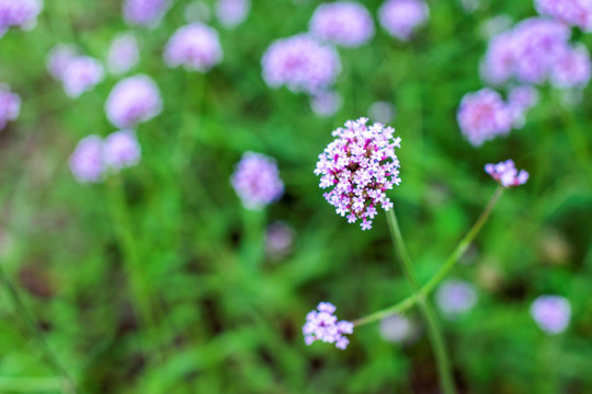 马鞭草花