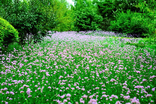 绿树花草