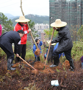 绿化 植树