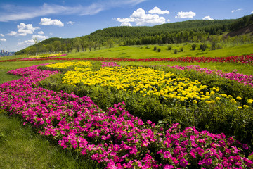 漫山遍野的鲜花