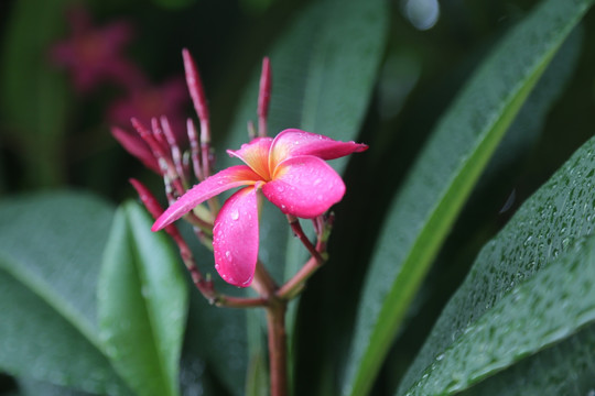 雨后鸡蛋花