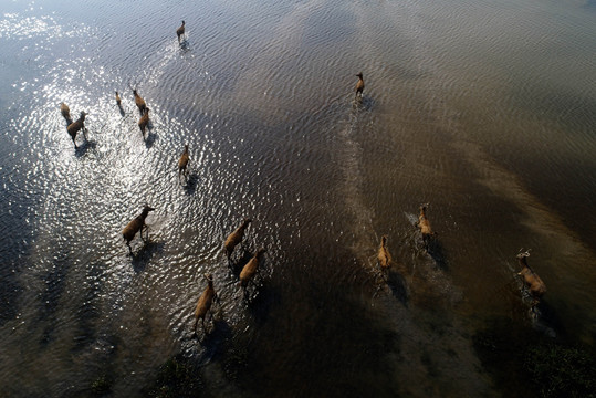 盐城大丰国家海涂湿地公园麋鹿群