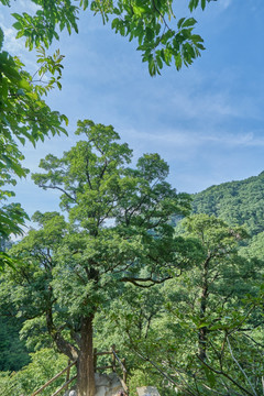 树 山林 高清大图