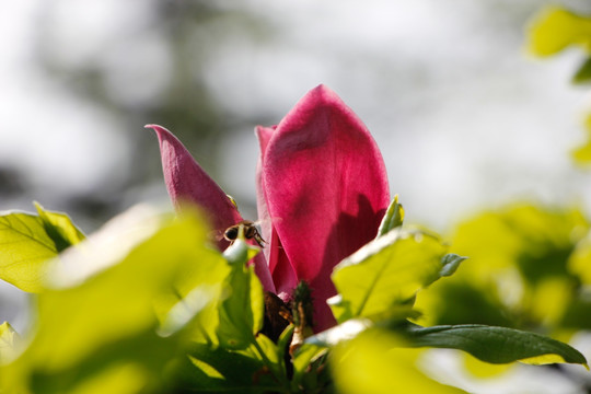 紫色玉兰花