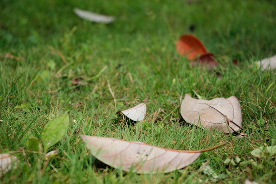 草地上的枯叶