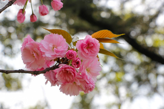 粉红色樱花