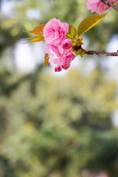 粉红色樱花