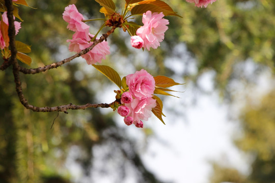 粉红色樱花