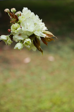 一束粉白色樱花